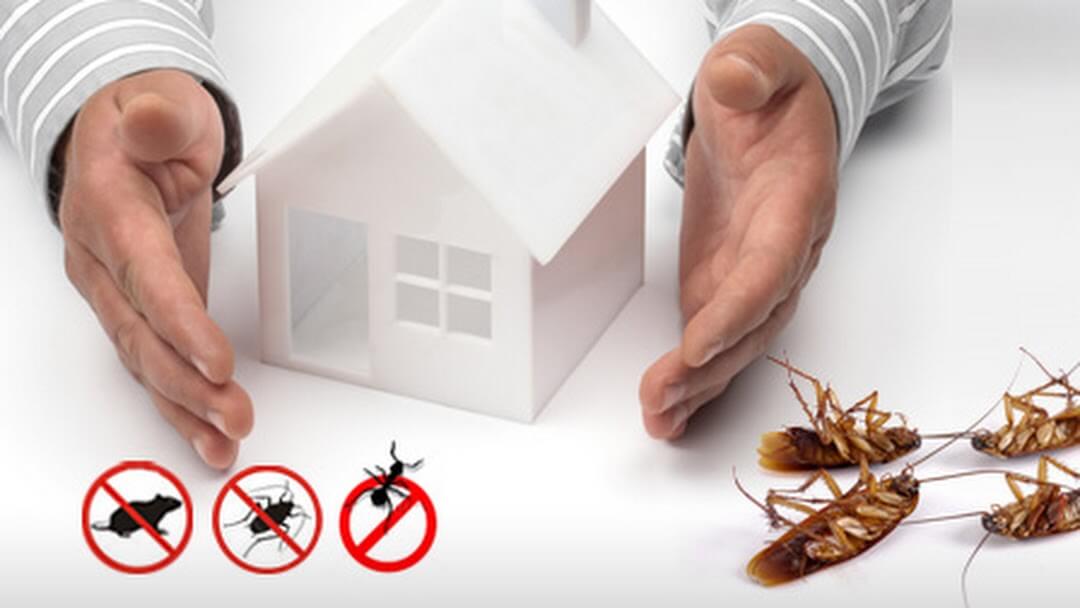 greennanothai green nano thai pest control company